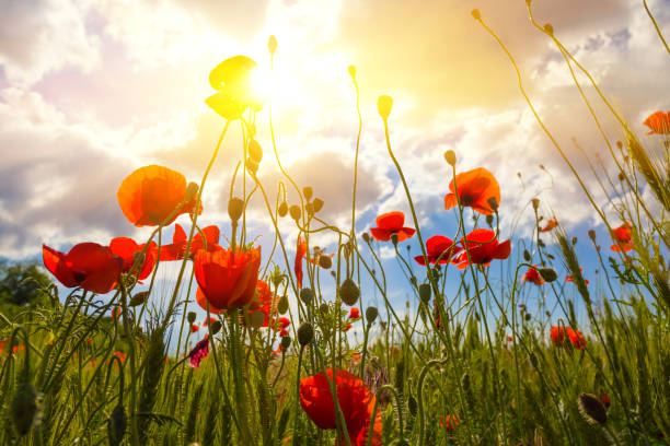 istock red poppy field in a rays of sun 1391381729