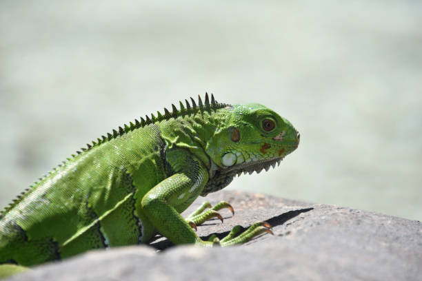 istock Spines Running Down the Ridge of the Iguanas Back 1391382554