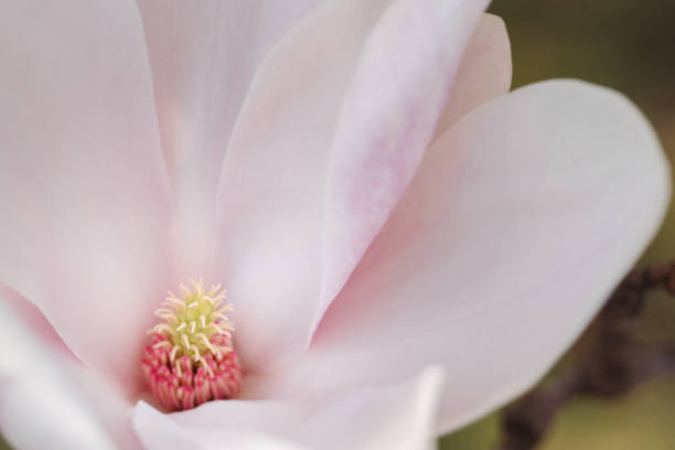 istock Beautiful Blooming Pink Magnolia Tree Close Up 1391382620