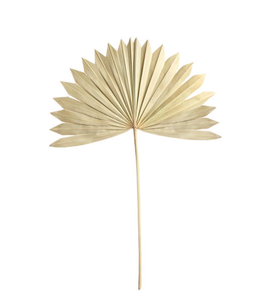 istock Dry leaf of fan palm tree isolated on white 1391391346