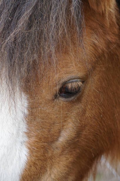 istock Close up of a horses eye 1391391362