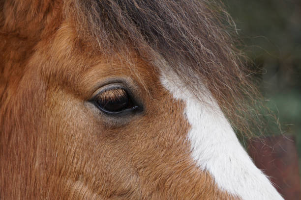 istock Close up of a horses eye 1391391408
