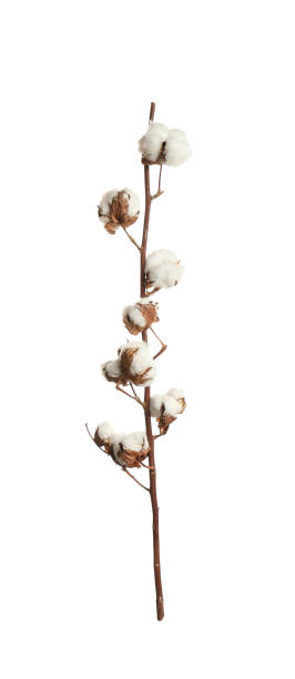 istock Dry cotton branch with fluffy flowers on white background 1391391441