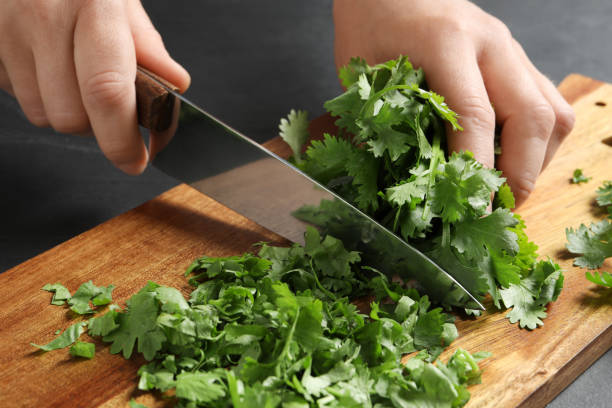 woman cutting fresh green cilantro at black table, closeup - fresh coriander imagens e fotografias de stock