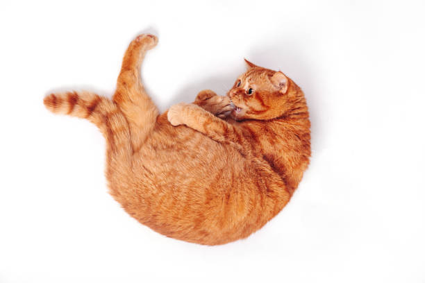 istock Adorable ginger british cat lying on back on a white background. Top view 1391391562