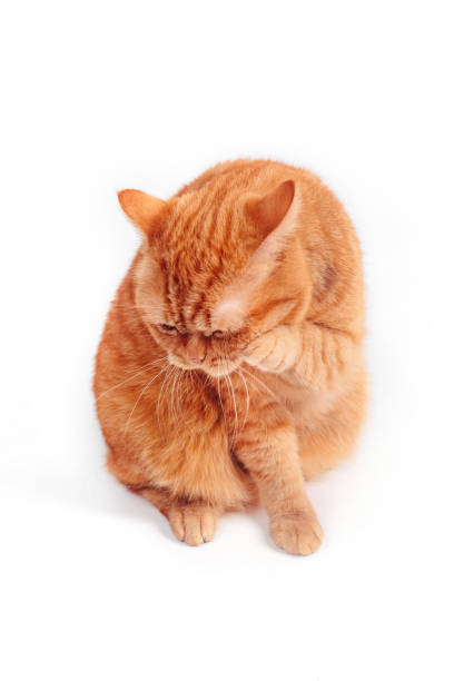 istock British ginger cat washes his face on white studio background 1391391583
