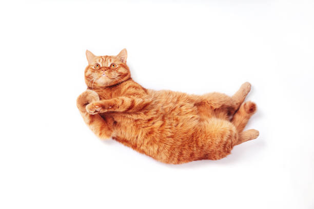Ginger british cat stretching on white studio background stock photo