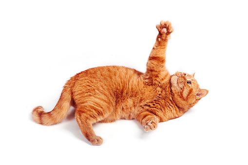 Playful ginger british cat looking up, isolated on white background. Cat plays