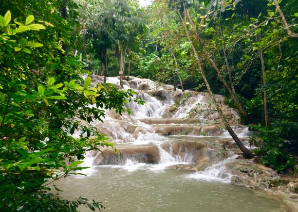 водопад - водопад даннс-ривер - waterfall tropical rainforest water jamaica стоковые фото и изображения