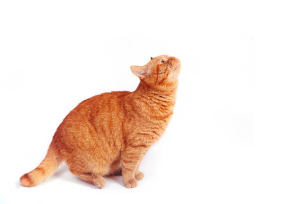 istock Playful ginger british cat looking up, isolated on white background 1391392140