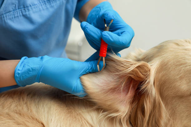 istock Veterinarian taking ticks off dog on blurred background, closeup 1391392169