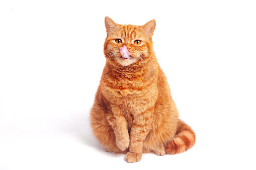 Portrait of funny ginger british cat licks on white studio background