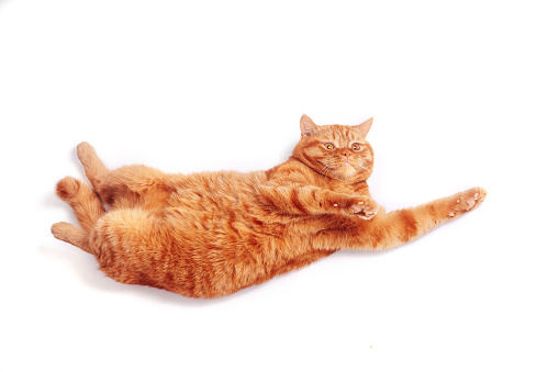 Top view of a ginger british cat with outstretched pawson white studio background. Relax time