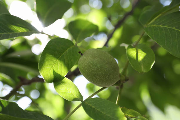 istock Green unripe walnut growing on tree outdoors 1391392307