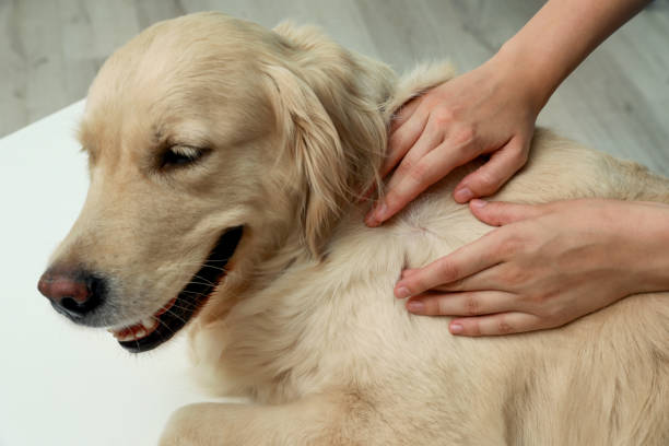 femme vérifiant la peau du chien pour les tiques sur fond flou, gros plan - vet dog puppy illness photos et images de collection
