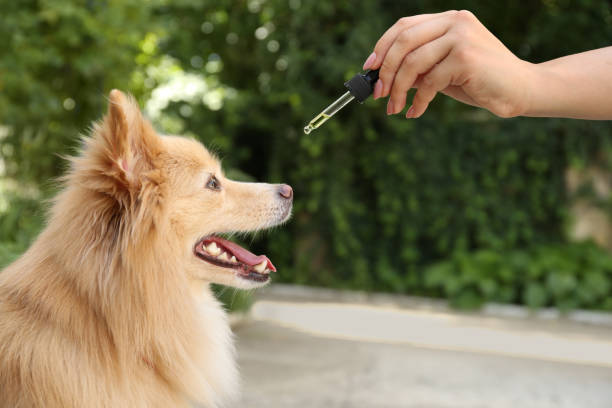 屋外でかわいい犬にチンキを与える女性、クローズアップ - oil distribution ストックフォトと画像