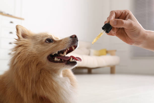 自宅でかわいい犬にチンキを塗る女性、クローズアップ - oil distribution ストックフォトと画像