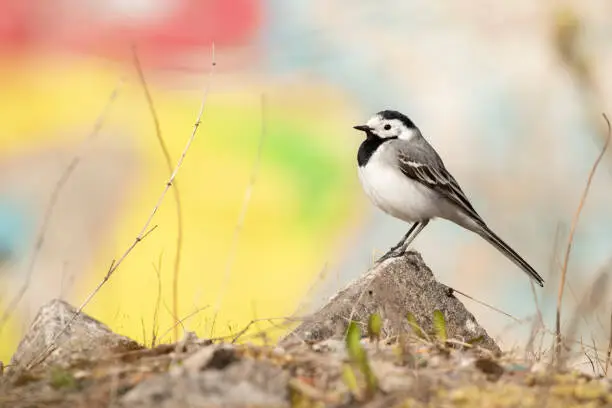 Cute and small European songbird, white wagtail (Motacilla alba) standing on a stone in front of a colorful wall grafity on a sunny day in Estonian nature
