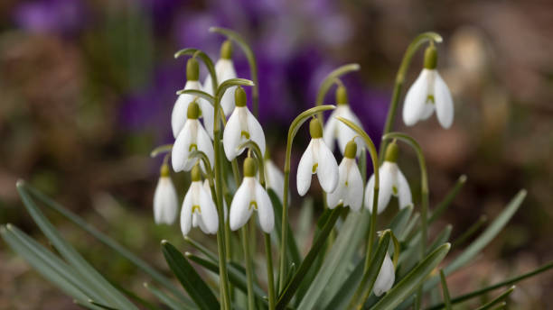 istock Common snowdrops, Galanthus nivalis 1391393514