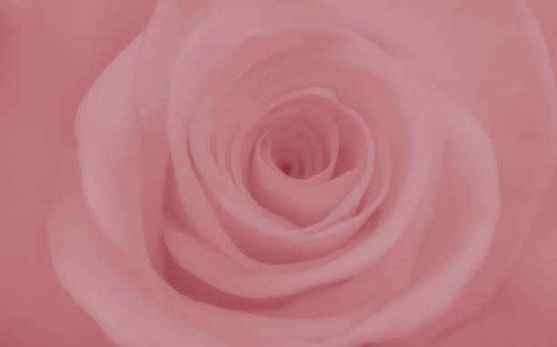 istock rose flower close-up, abstract background 1391394104