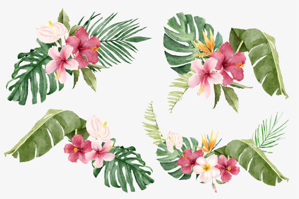 акварельные букеты из тропических цветов и экзотических листьев - tropical flower stock illustrations