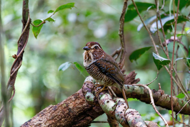 istock Short-legged Ground-Roller, Masoala, Madagascar 1391395212