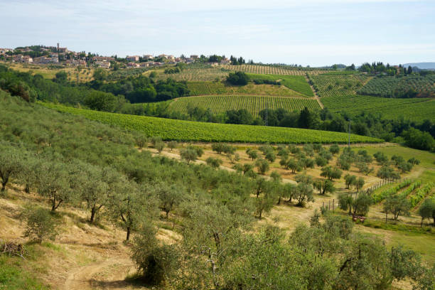istock Vineyards of Chianti at summer 1391396608