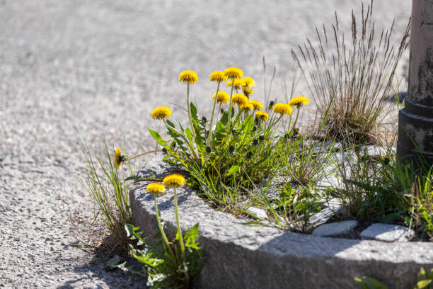 A vibrant yellow dandelion blooming amidst a bed of stones, showcasing the resilience of nature as it thrives in a rocky environment.