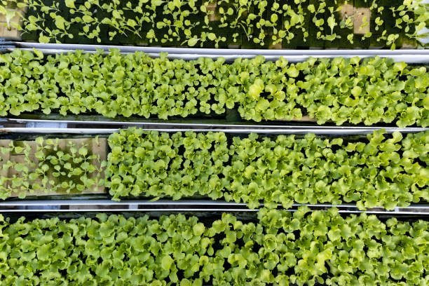 Young woman harvesting fresh hydroponics vegetable - Stock photo