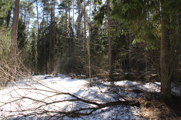 istock Winter forest landscape with trees, snow in sunny day 1391398571