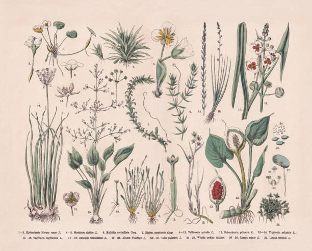 водные растения, гравюра на дереве ручной раскраски, опубликованная в 1887 году - water plant illustrations stock illustrations