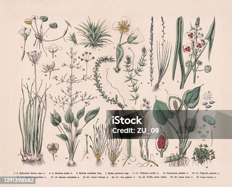 istock Water plants, hand-colored wood engraving, published in 1887 1391398582