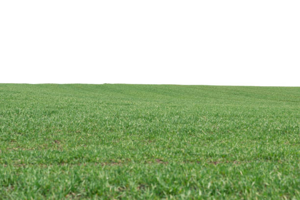 Green field as a background.  Green grass in spring isolated on a white background.