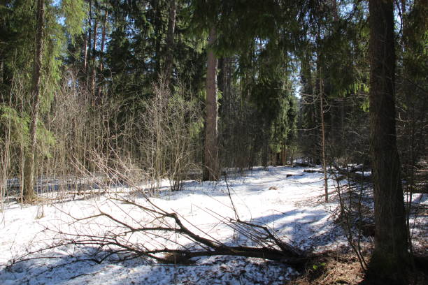 istock Winter forest landscape with last melting snow in sunny day 1391399101