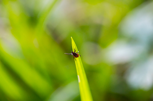 Ladybug on plant in nature, cute tiny red beetle in the wild