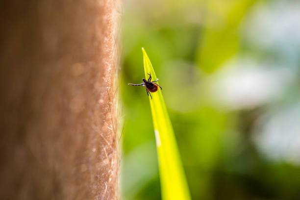 primo piano di tick reaching for human leg passing by in forest - ectoparasite foto e immagini stock