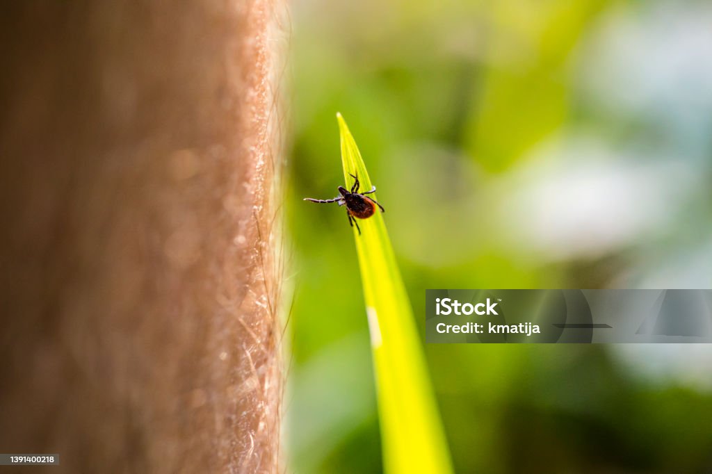 Close-up of Tick Reaching For Human Leg Passing By in Forest Close-up of Tick Reaching For Human Leg Passing By in Forest. Tick - Animal Stock Photo