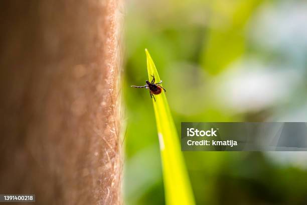 Closeup Of Tick Reaching For Human Leg Passing By In Forest Stock Photo - Download Image Now