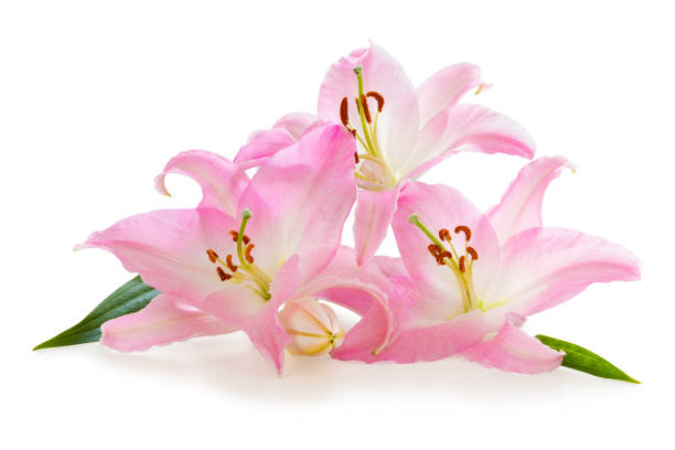 istock Three beautiful pink Lily (Lilium, Liliaceae) with a bud isolated on white background, including clipping path without shade. Germany 1391401764