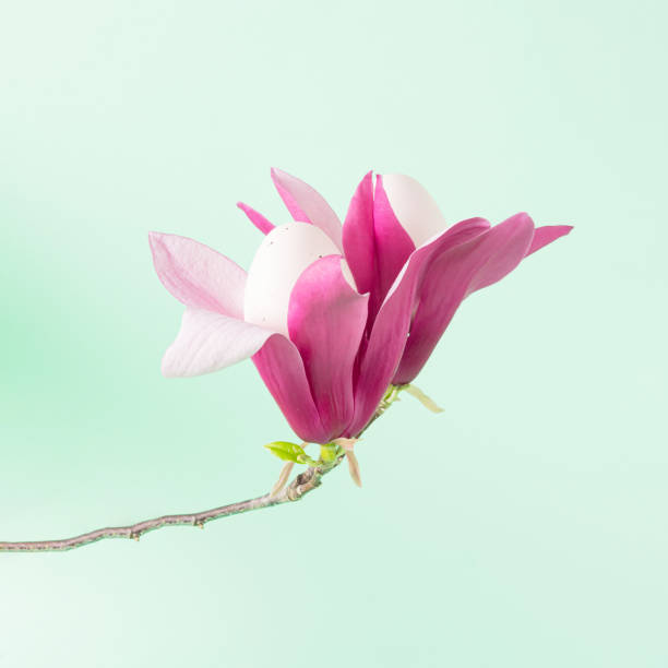 istock Twig and magnolia flower with eggs on a pastel green background. Creative minimal concept. Spring and Easter inspiration. 1391401876