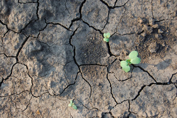 istock Sprout in the Ground 1391402710