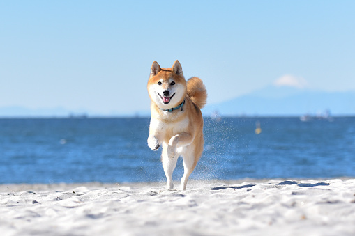 a dog raises its two legs on the beach