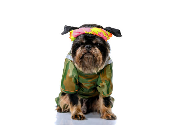 istock brussels griffon in summer garden 1391407569