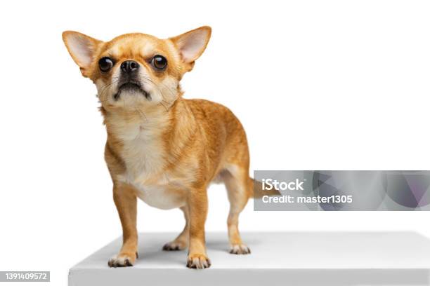 https://media.istockphoto.com/id/1391409572/photo/portrait-of-cute-little-golden-color-chihuahua-isolated-on-white-studio-background-concept-of.jpg?s=612x612&w=is&k=20&c=3zdILppuwX5FCTqlAAFSmlubSsBCTIWvre-68edJhUc=