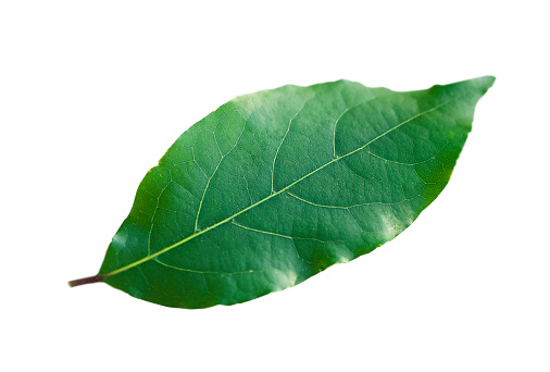 One bay leaf is isolated on a white background.