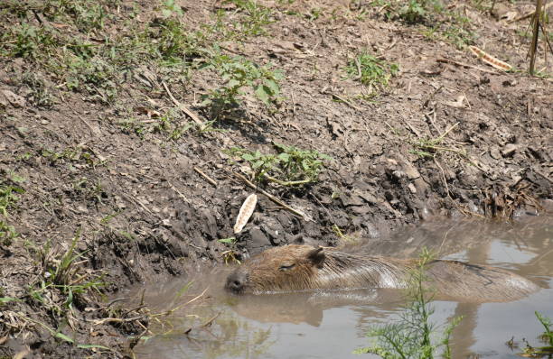 capybara soaking in water on canal for relaxing