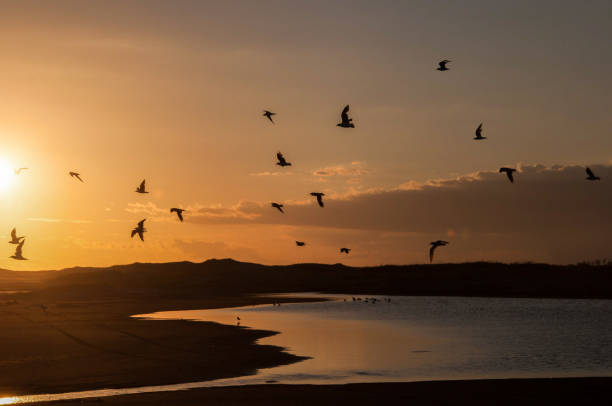 istock Birds flying over a lake in the dunes 1391411606