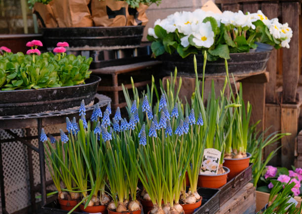 blühende lila muscari und narzissen in einem topf nahaufnahme in einem blumenladen. weiße primula primeln in einem topf nahaufnahme in einem blumenladen mit modernem ökologischem design, loft, handwerk. - tulip blue close up cut flowers stock-fotos und bilder