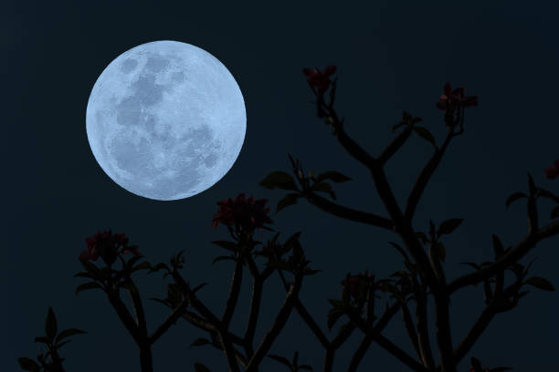 istock Full moon on the sky with tree branch silhouette. 1391411927
