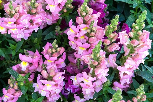 a plant called Antirrhinum majus, known as a  common snapdragon\nIt produces colorful flowers